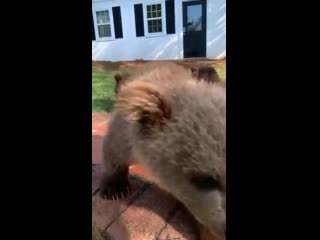 Bear cubs in slow motion >>> 😍🐻