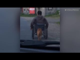 Pet dog pushes disabled owner in wheelchair