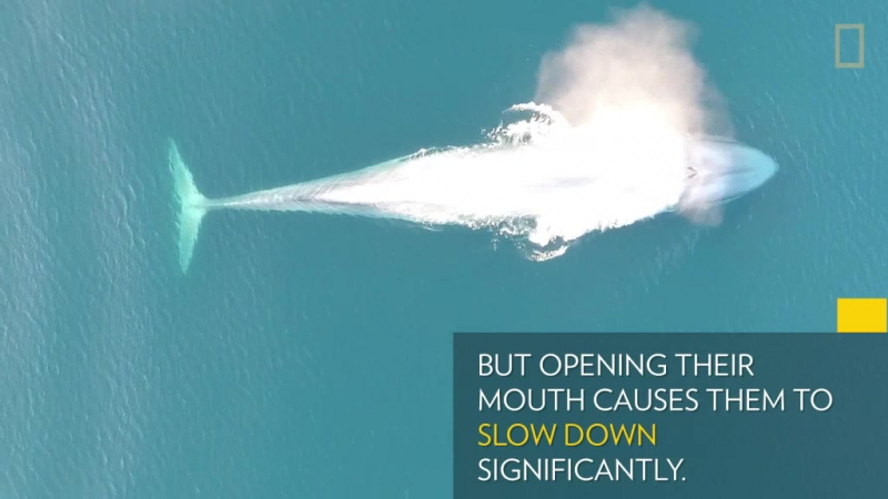 Как питаются синие киты