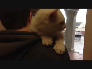 Пришли в приют выбирать кота (vhs video)