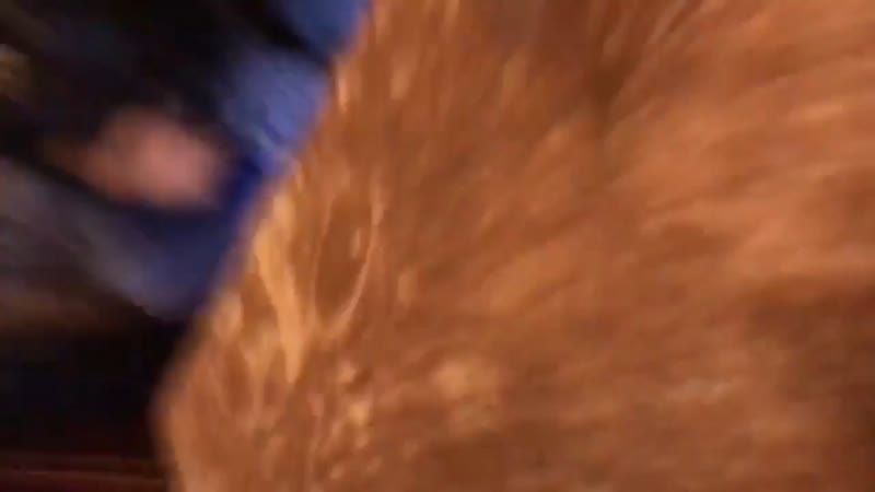 Жертвы в капитолии охрана конгресса сша застрелила одну из протестующих