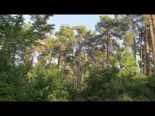 Видео от поселение родовых поместий звёздное лен обл