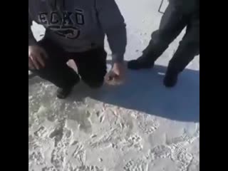 Подержи рыбку