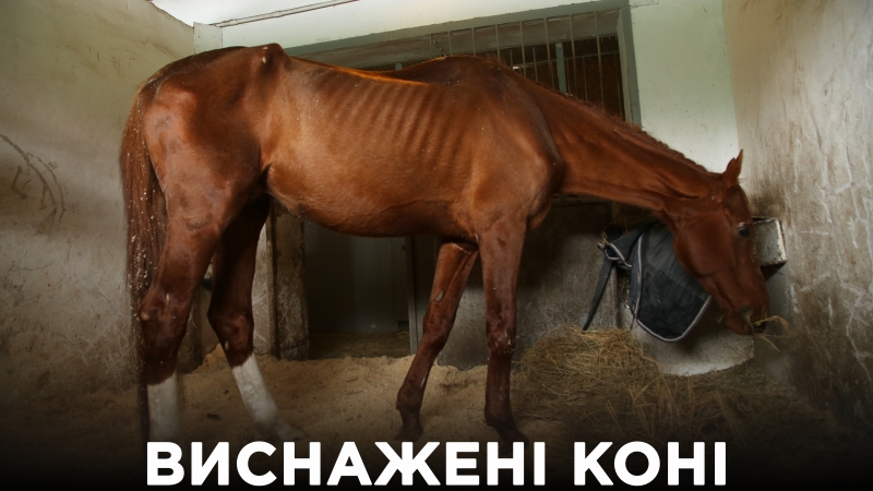 Виснажені коні на іподромі на київщині