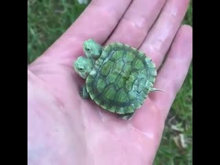 Two headed red eared slider