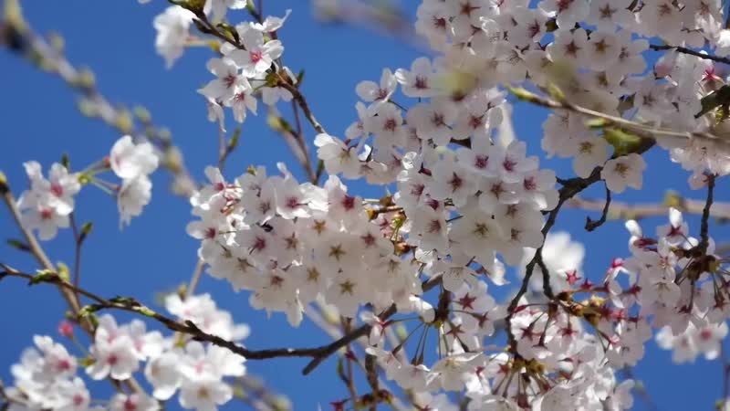 Vesennee video pozdravlenie s 1 maya pozdravlenie na 1 maya v stixax mp4