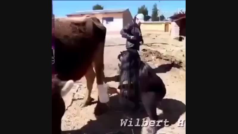 Moloko i korova