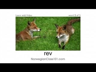 Norsk med video more porn