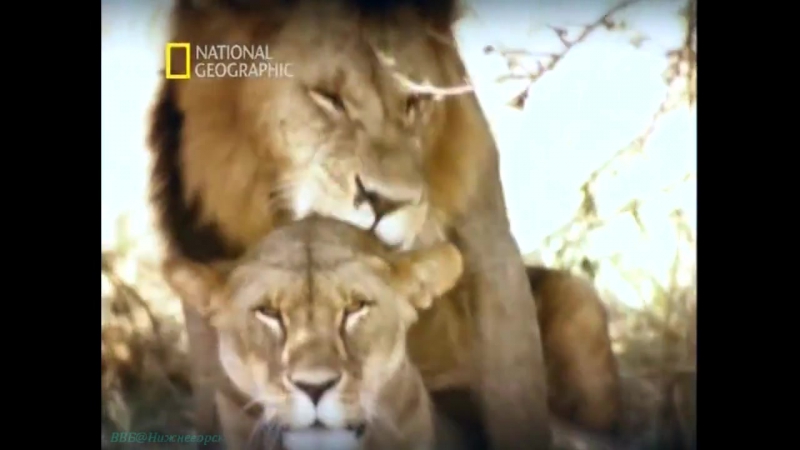 Секс самцы мачо (документальный, молодые, 2005)