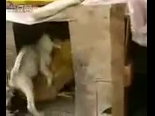 Новый вид молодые