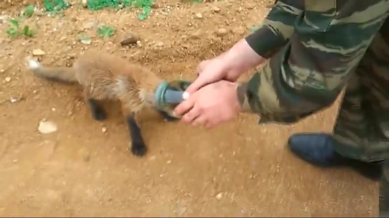 Спасение лисенка, застрявшего головой в банке