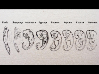 Оскорбление чувств верующих эволюция [2 4]