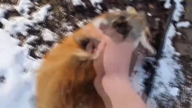 Ручная лисичка