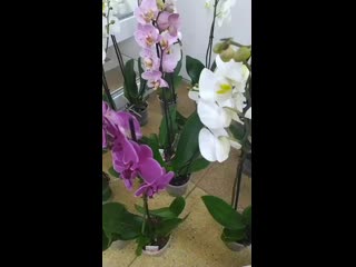 Vid 20201118 222610(0) mp4