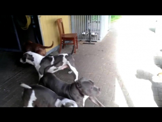 My xxl pitbulls all playing together no fight