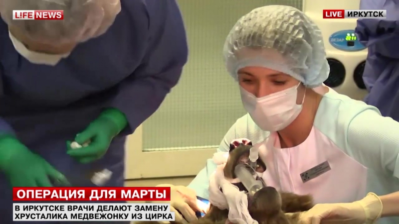 В иркутске врачи заменяют хрусталик цирковой медведице