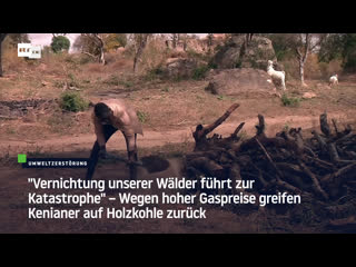 "vernichtung unserer wälder führt zur katastrophe" – wegen hoher gaspreise greifen kenianer auf holzkohle zurück