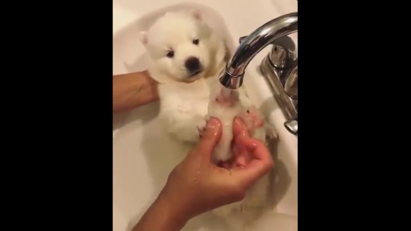 Купают сладкого