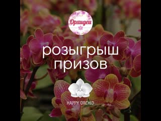 Розыгрыш призов от happy orchid и "орхидеи"