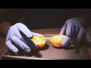 Dissecting a cutie ( californian mandarin orange )