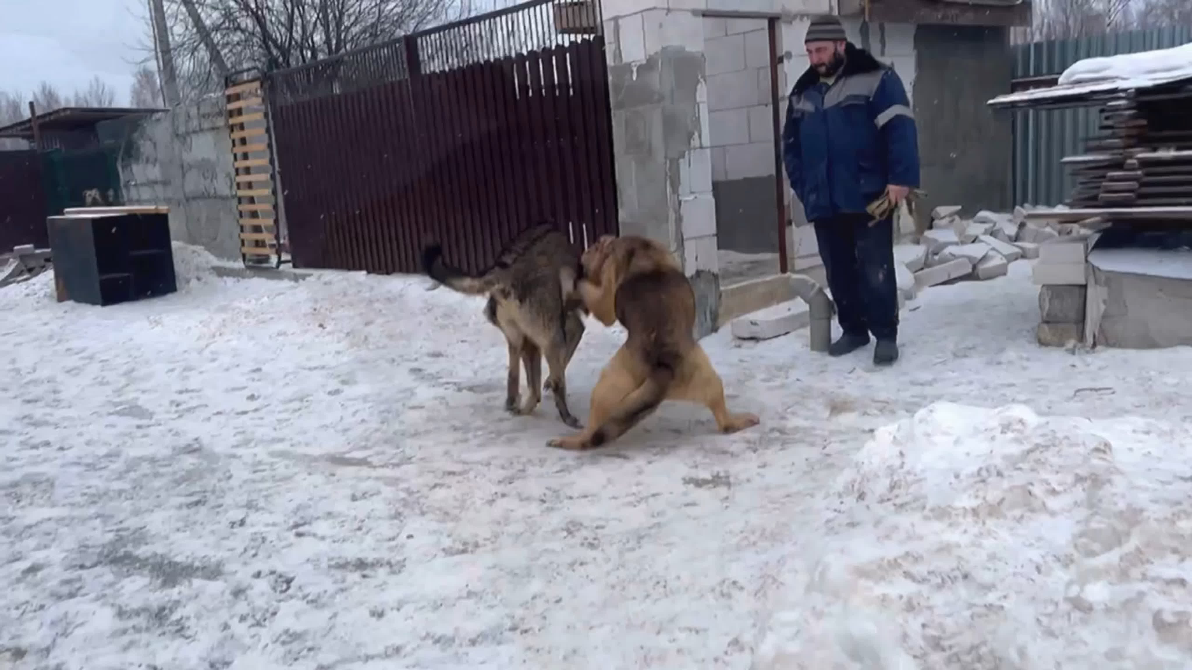 Видео от армянские волкодавы гампры питомник гампр титан