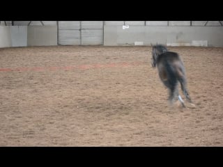 Госпожа прыгает новое препятствие (1)