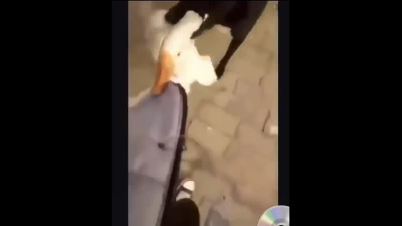 Гусь быкует