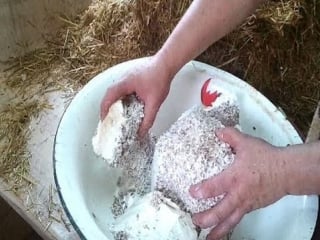 Вешенки подготоа мицелия к засеву (mycelium preparation for sowing)