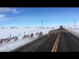 Antelope running down highway 41 in montana