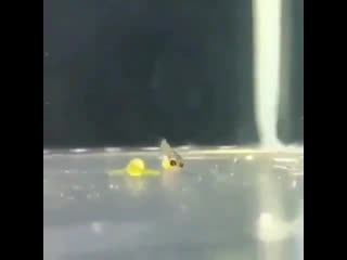 Have you ever seen a guppy giving birth?!