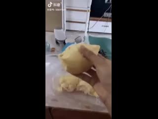 Durian vs kot spcs me mp4