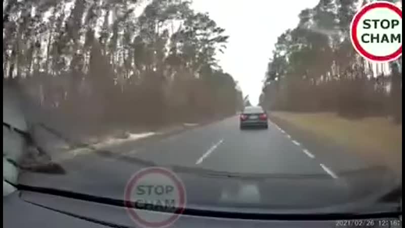 Осторожно, олени!