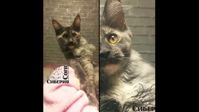 Сиберия сонг кхалиси