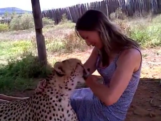 Emily patting a cheetah south africa youtube