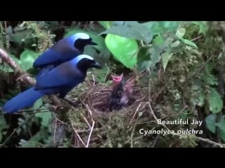Красивая мексиканская сойка (лат cyanolyca pulchra)