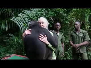 Dr jane goodall gives a final hug to chimpanzee wounda before she is going to be released back into the jungle