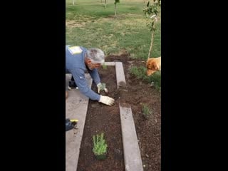 Занятия садовыми делами со своим псом