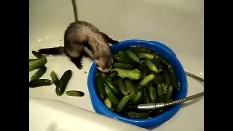 Хорёк спасает огурцы