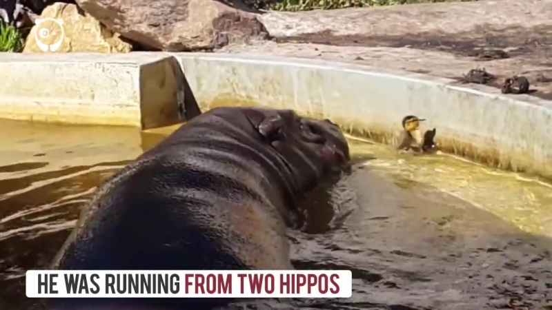 ✔ особое мнение бегемоты помогли утенку выбраться из бассейна