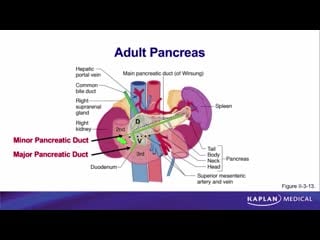 29 anatomy sec ii abdomen, pelvis, and perineum pancreas and duodenum development