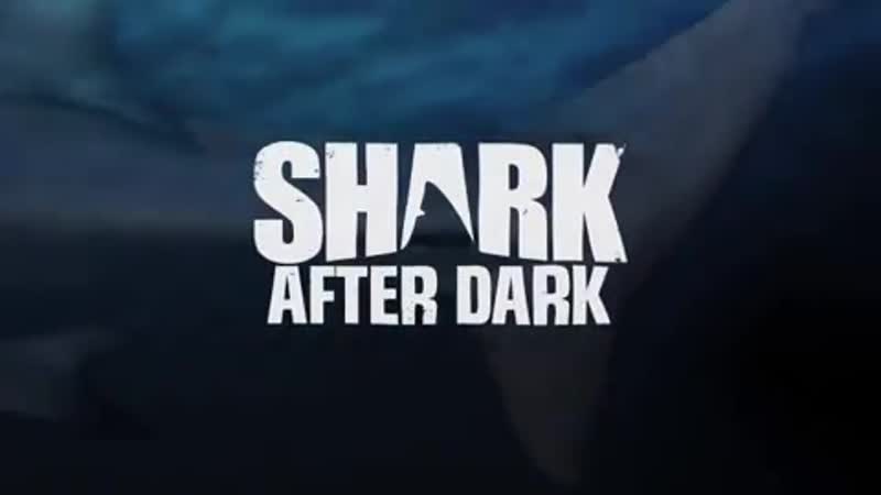 Jauz on shark after dark