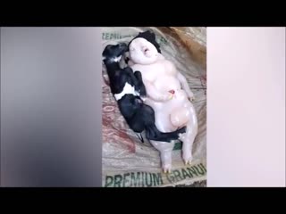 Goat gives birth to mutant devil in the philippines!!