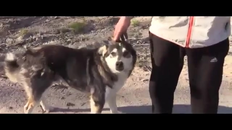 Вора porn video – Алмазик вора в законе