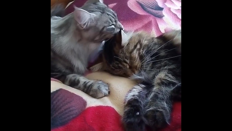 Лекса и лагерта