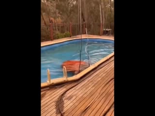 Fire fighting chopper lowers its bucket into a backyard swimming pool