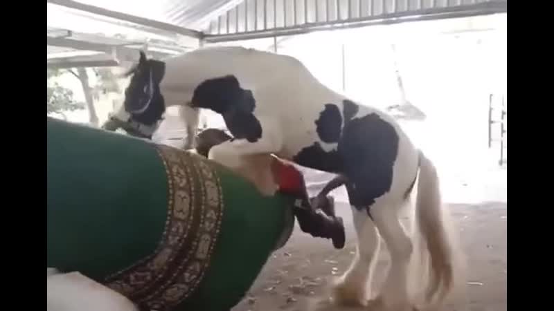 Конь решил сделать гибрид человека и лошади