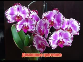 Phal pearl beauty (variegata) мс