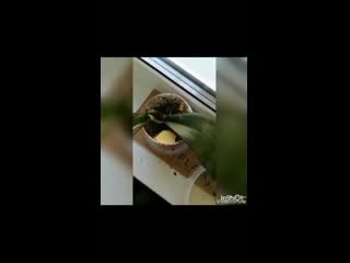 Пересадка орхидеи без корней в цеофлору