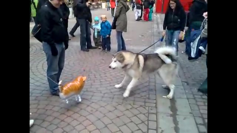 Malamute puppy meets helium cat