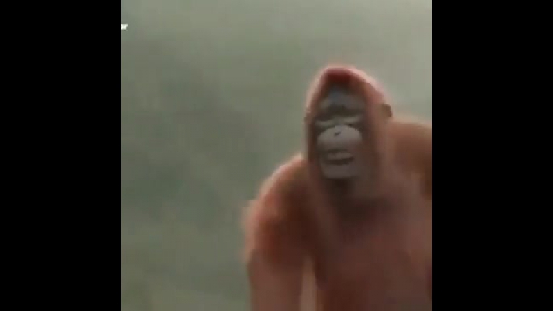 Орангутанг танцует